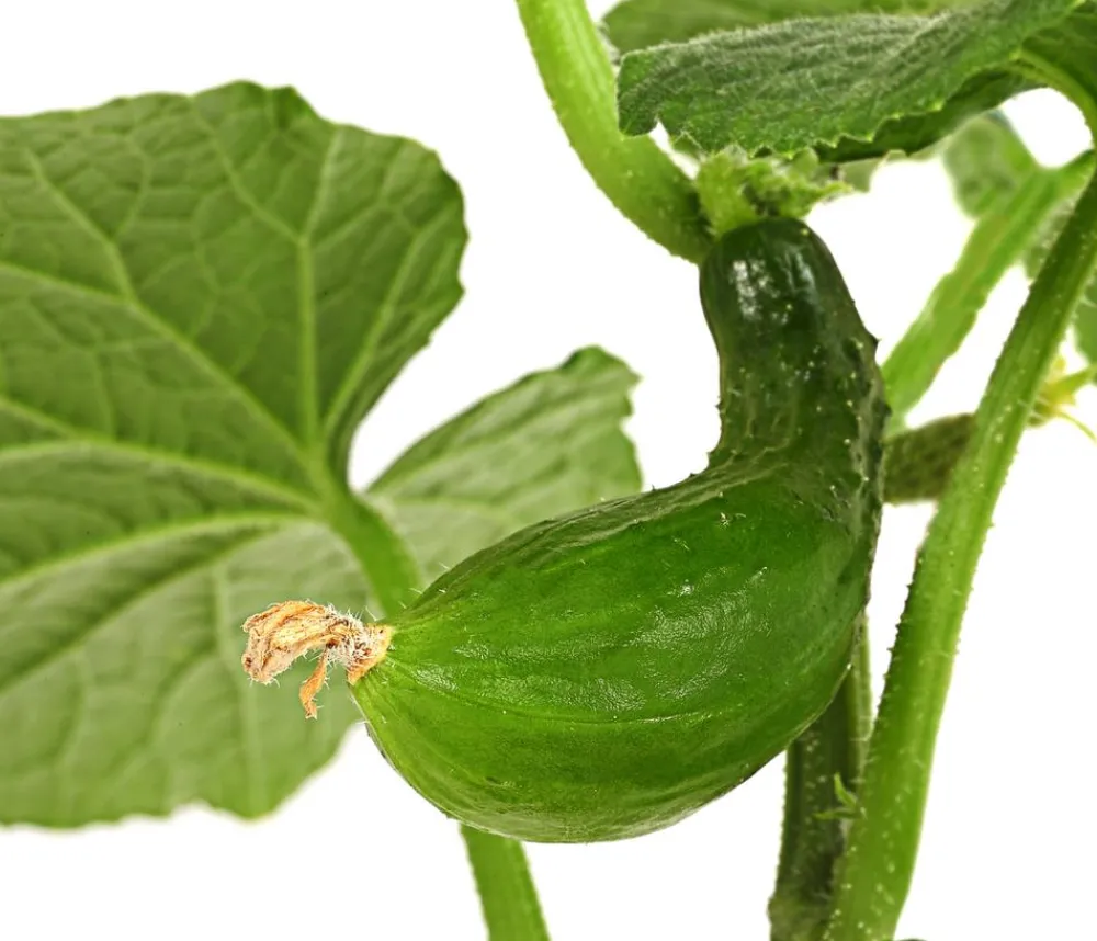 Dehner Gourmet Garten Landgurke, veredelt Grün Hot