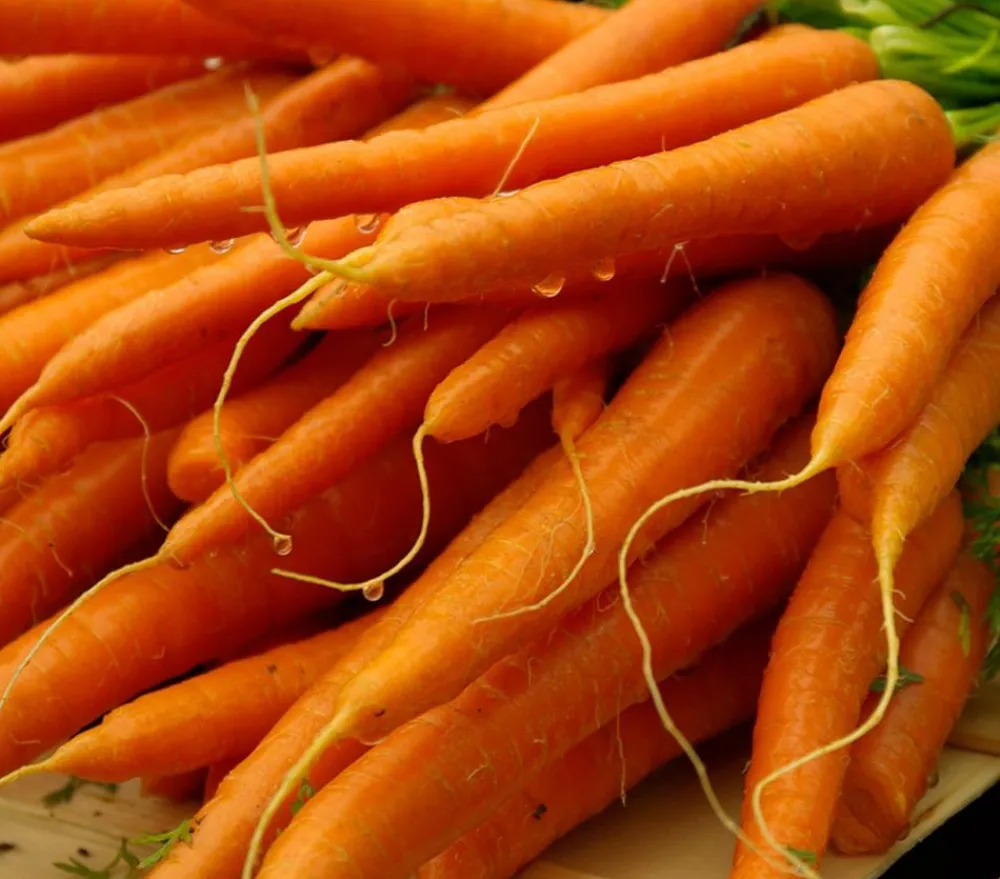 Dehner Gourmet Garten Lange Möhre, 20er Schale Orange Hot