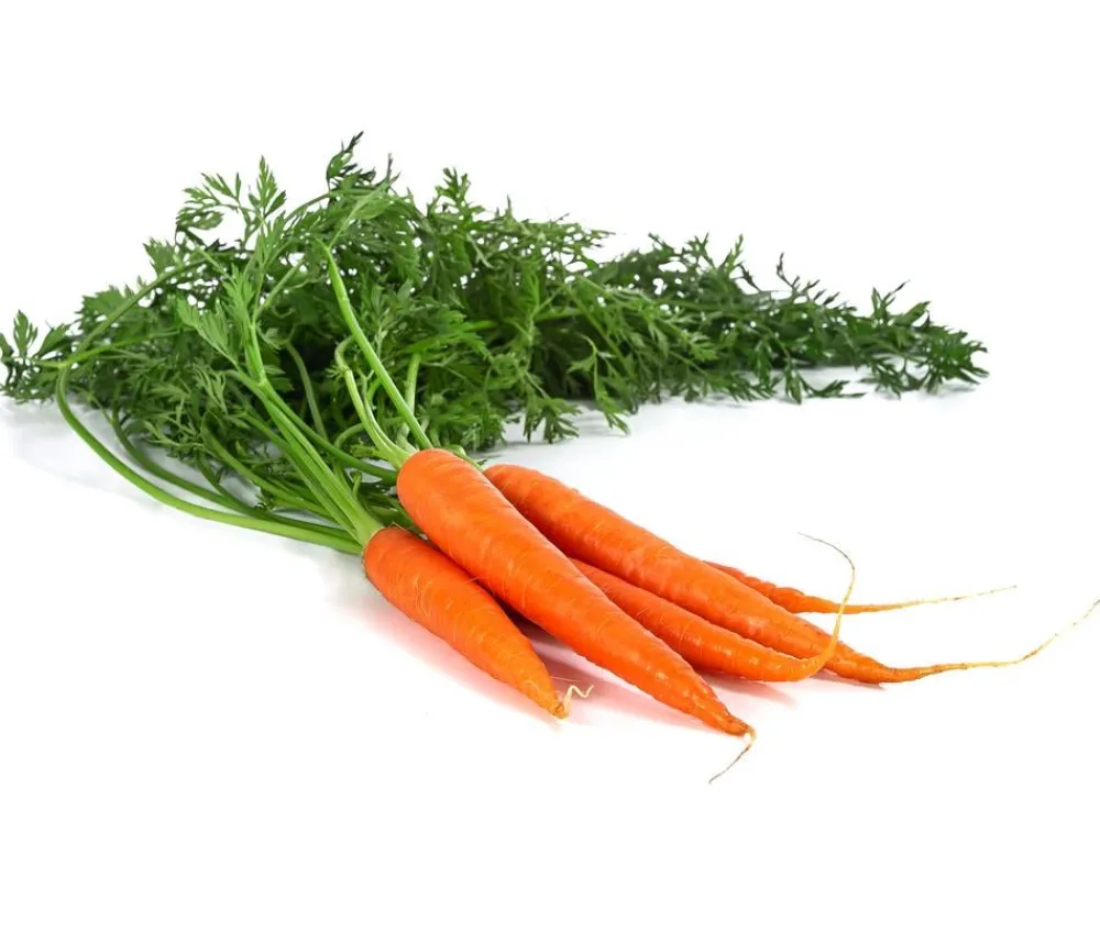 Dehner Gourmet Garten Lange Möhre, 20er Schale Orange Hot