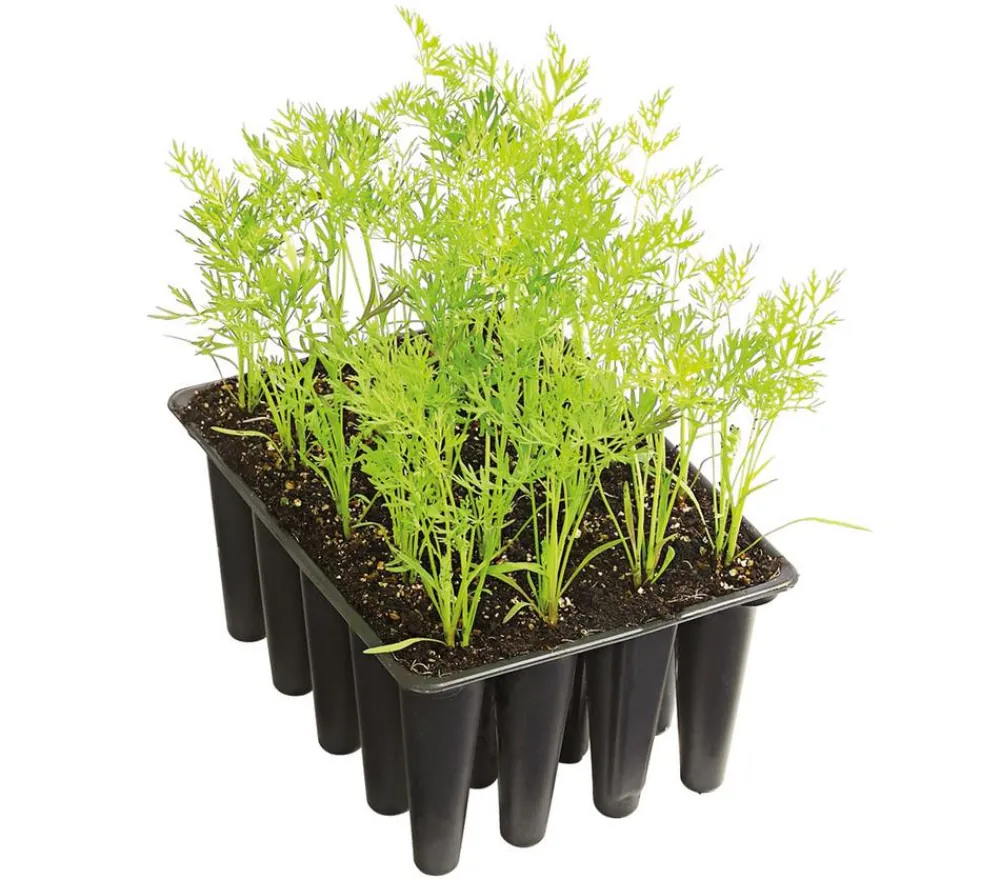Dehner Gourmet Garten Lange Möhre, 20er Schale Orange Hot
