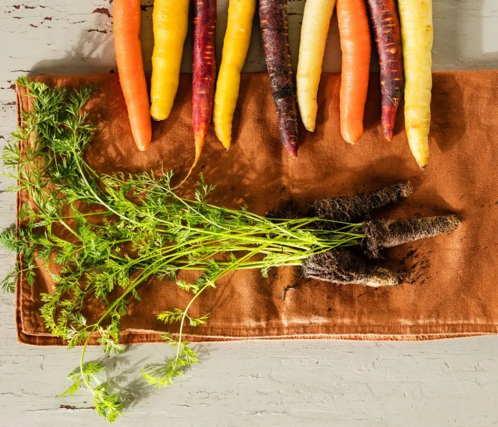 Dehner Gourmet Garten Lange Möhre, 20er Schale Orange Hot