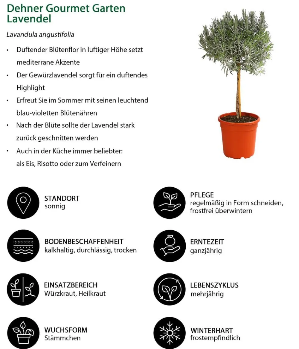 Dehner Gourmet Garten Garten- & Heilkräuter|Gourmet-Kräuter > , Hochstamm