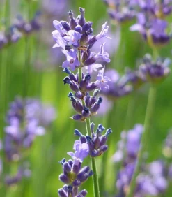 Dehner Gourmet Garten Garten- & Heilkräuter|Gourmet-Kräuter > , Hochstamm