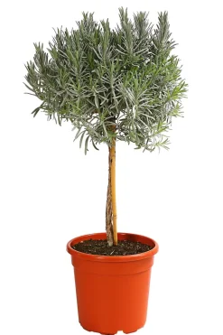 Dehner Gourmet Garten Garten- & Heilkräuter|Gourmet-Kräuter > , Hochstamm