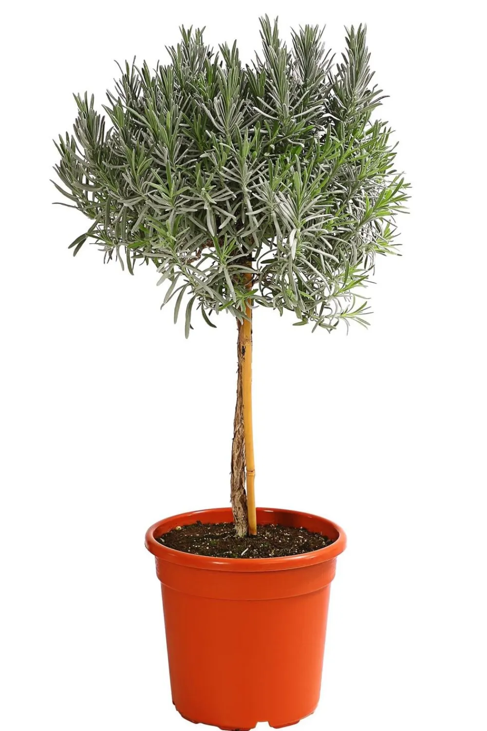 Dehner Gourmet Garten Garten- & Heilkräuter|Gourmet-Kräuter > , Hochstamm