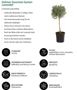 Dehner Gourmet Garten , Hochstamm Lavendel Best