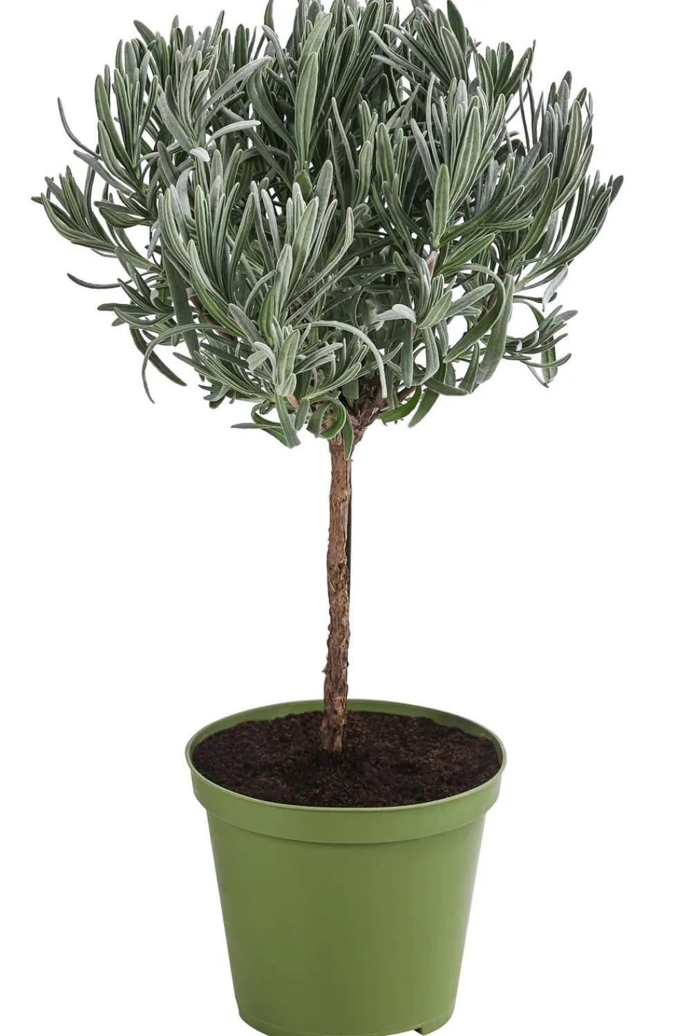 Dehner Gourmet Garten Garten- & Heilkräuter|Gourmet-Kräuter - , Hochstamm Lavendel