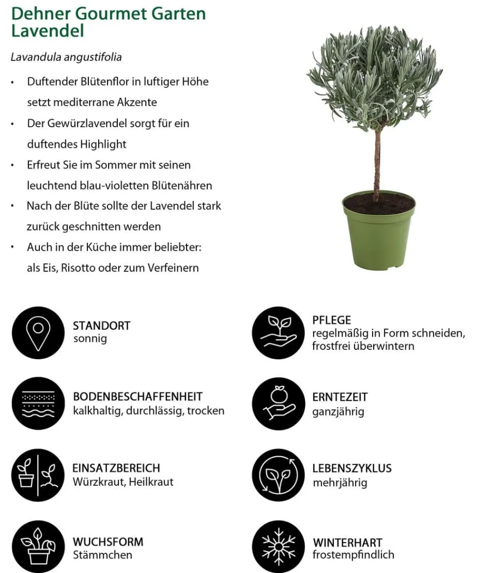 Dehner Gourmet Garten Garten- & Heilkräuter|Gourmet-Kräuter - , Hochstamm Lavendel