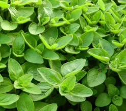 Dehner Gourmet Garten Garten- & Heilkräuter|Gourmet-Kräuter - Majoran, einjährig Grün