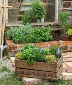 Dehner Gourmet Garten Garten- & Heilkräuter|Gourmet-Kräuter - Majoran, einjährig Grün