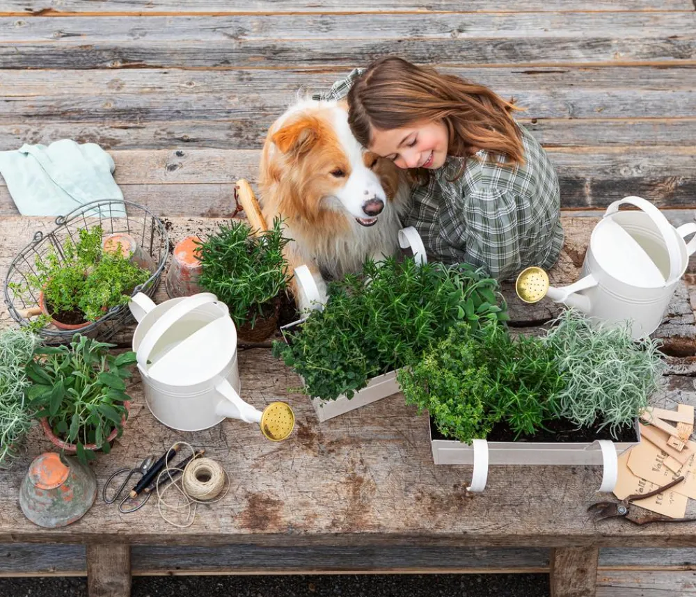 Dehner Gourmet Garten Garten- & Heilkräuter|Gourmet-Kräuter - Majoran, einjährig Grün