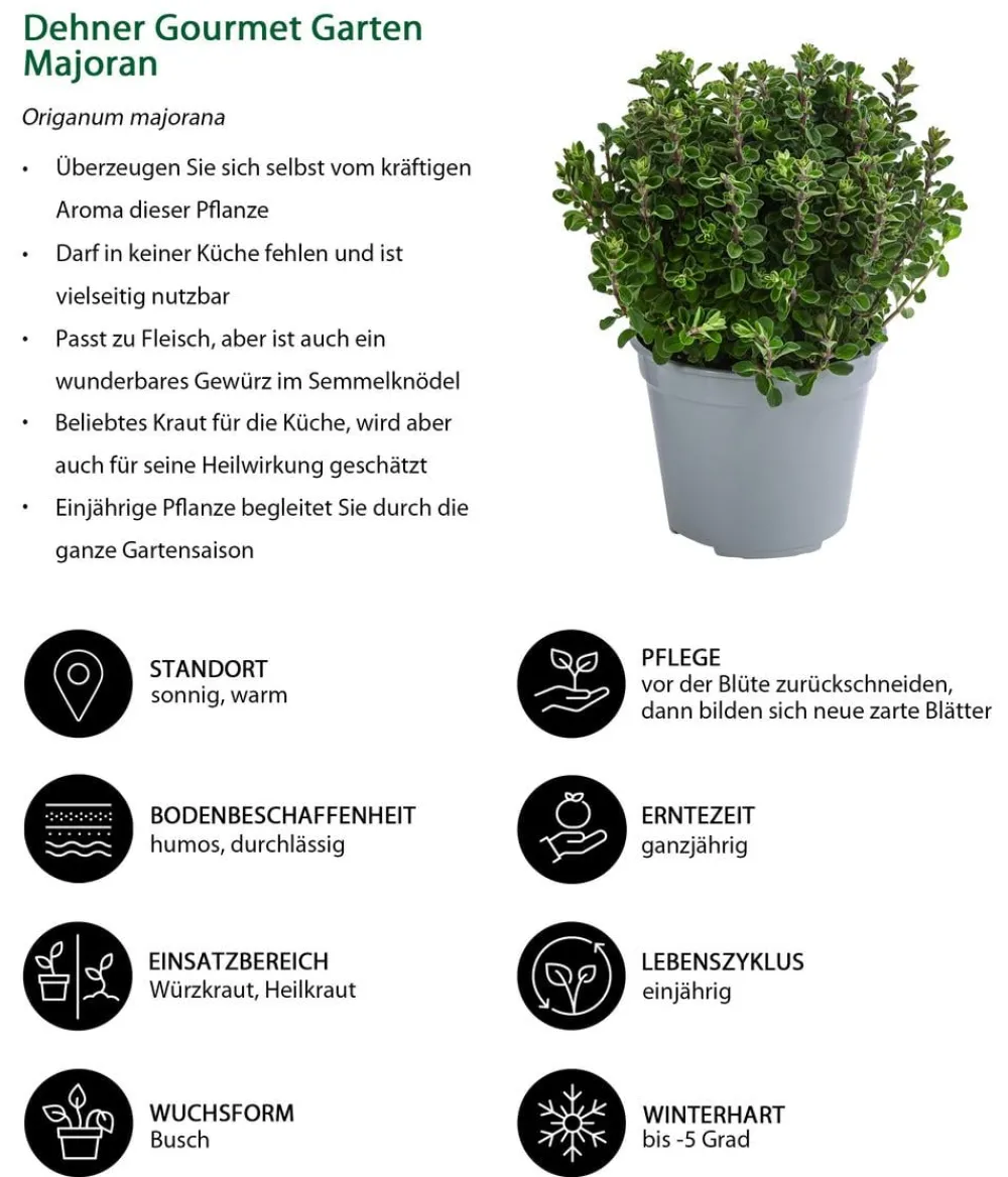 Dehner Gourmet Garten Garten- & Heilkräuter|Gourmet-Kräuter - Majoran, einjährig Grün