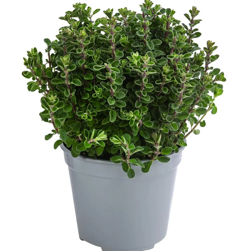 Dehner Gourmet Garten Garten- & Heilkräuter|Gourmet-Kräuter - Majoran, einjährig Grün