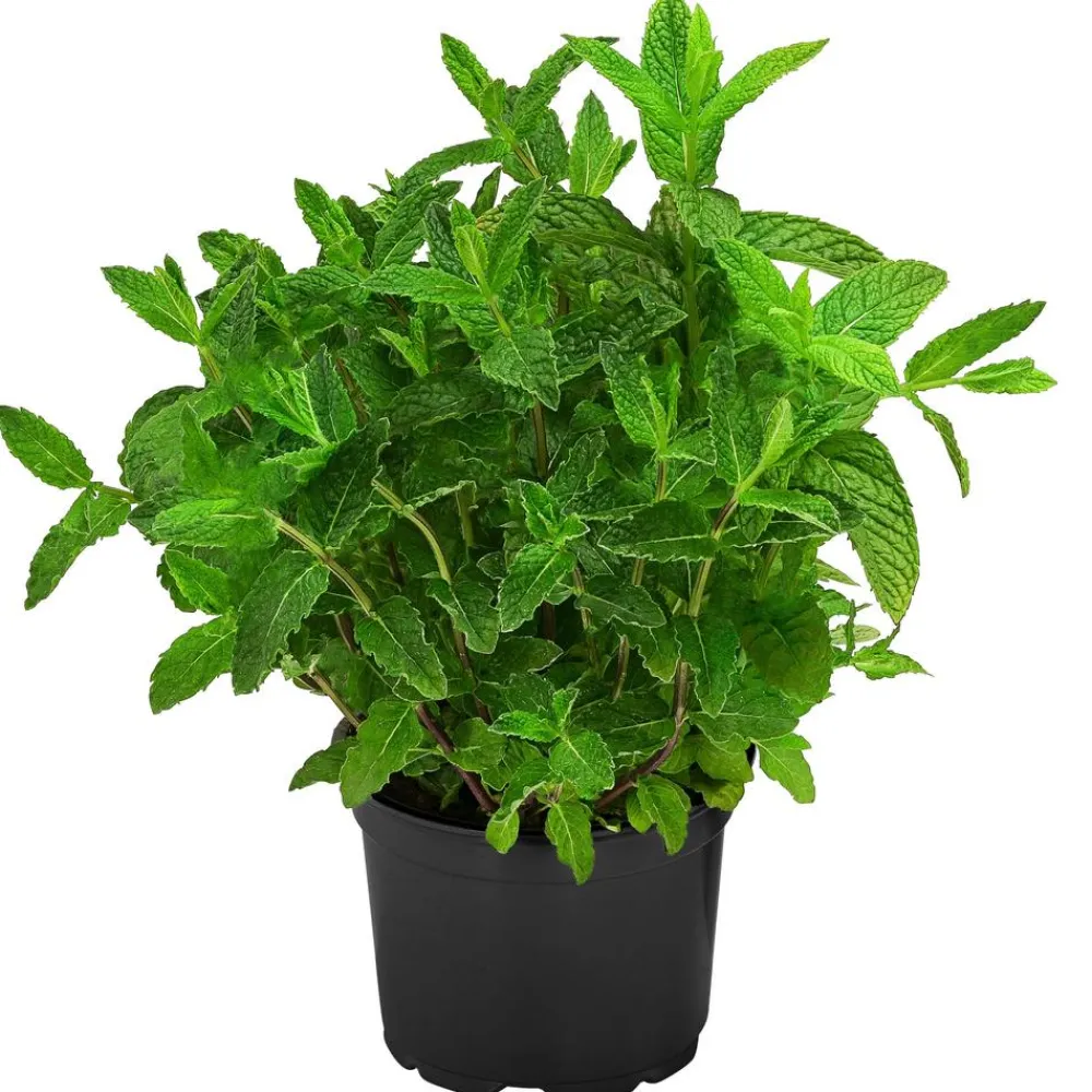 Dehner Gourmet Garten Garten- & Heilkräuter|Gourmet-Kräuter - Marokkanische Minze Grün