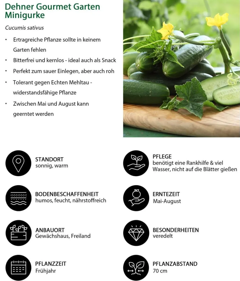 Dehner Gourmet Garten Minigurke, veredelt Grün