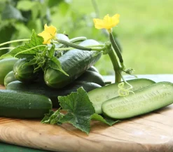 Dehner Gourmet Garten Minigurke, veredelt Grün