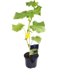 Dehner Gourmet Garten Minigurke, veredelt Grün