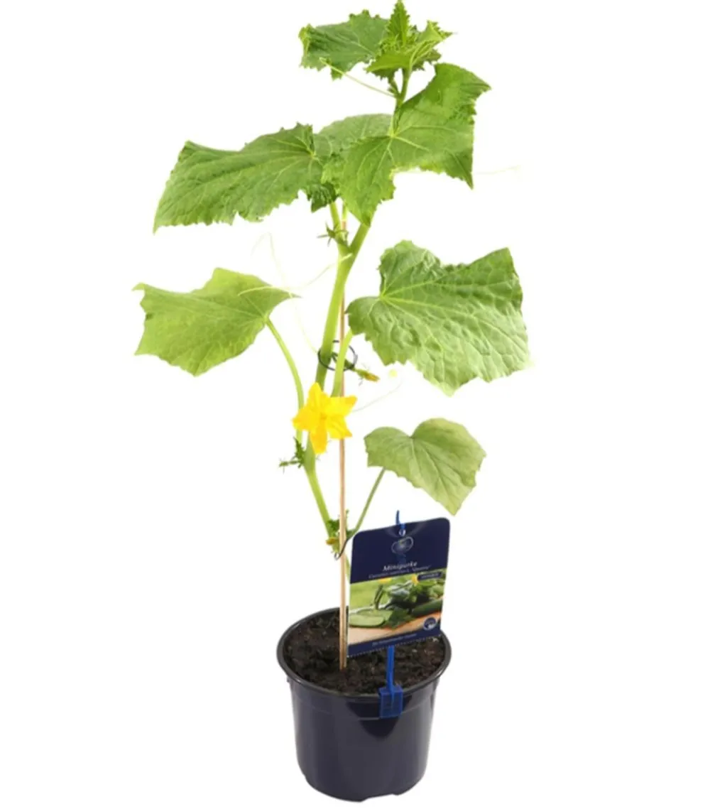 Dehner Gourmet Garten Minigurke, veredelt Grün