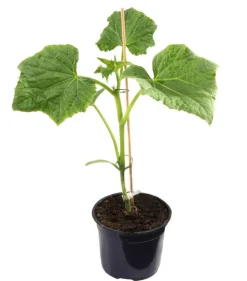 Dehner Gourmet Garten Zucchini- & Gurkenpflanzen > Mini Schlangengurke, veredelt
