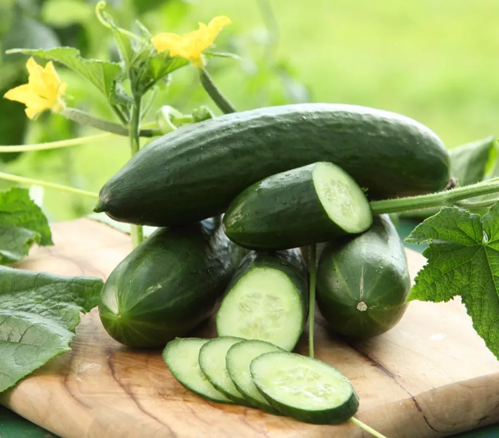 Dehner Gourmet Garten Zucchini- & Gurkenpflanzen > Mini Schlangengurke, veredelt