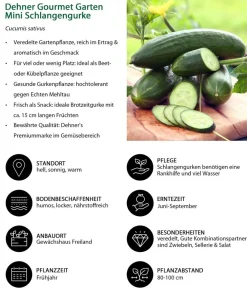 Dehner Gourmet Garten Zucchini- & Gurkenpflanzen > Mini Schlangengurke, veredelt