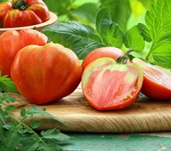 Dehner Gourmet Garten Auberginen- & Tomatenpflanzen - Ochsenherztomate, veredelt Rot