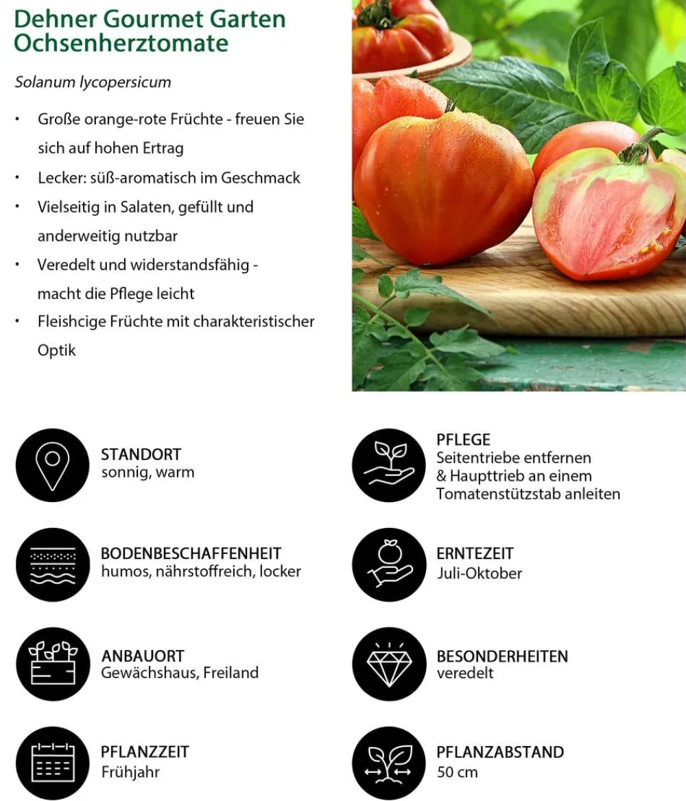 Dehner Gourmet Garten Auberginen- & Tomatenpflanzen - Ochsenherztomate, veredelt Rot