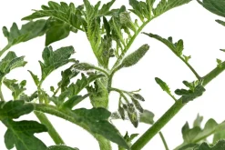 Dehner Gourmet Garten Auberginen- & Tomatenpflanzen - Ochsenherztomate, veredelt Rot