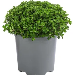 Dehner Gourmet Garten Oregano Hellgrün Hot