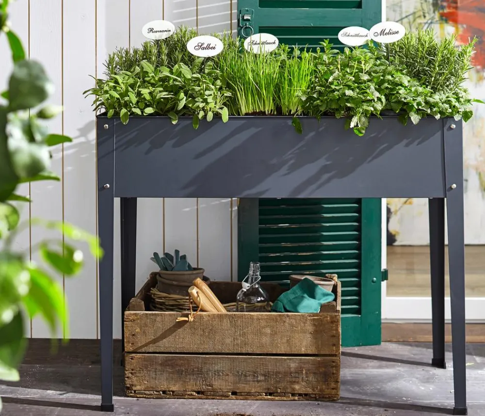 Dehner Gourmet Garten Garten- & Heilkräuter|Gourmet-Kräuter - Oregano Hellgrün