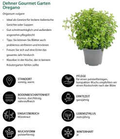 Dehner Gourmet Garten Garten- & Heilkräuter|Gourmet-Kräuter - Oregano Hellgrün