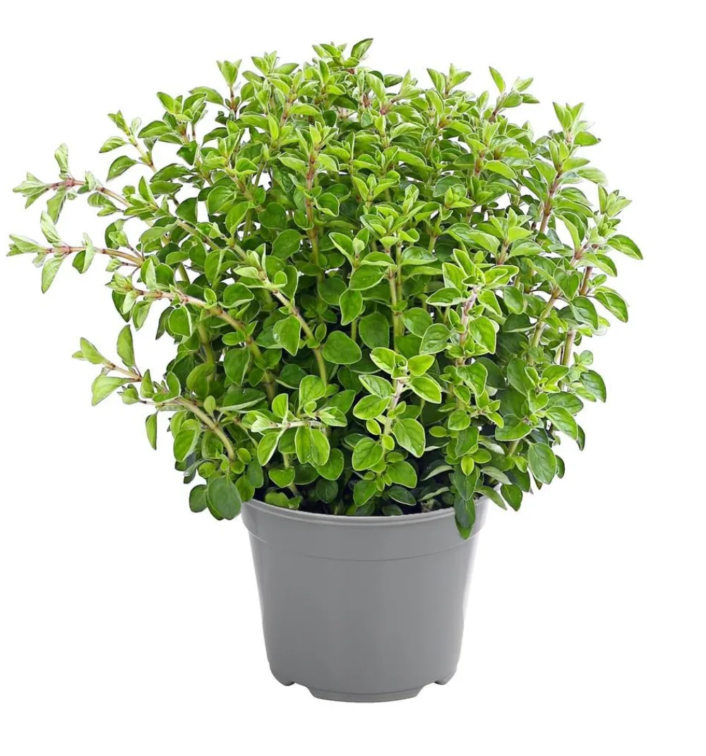 Dehner Gourmet Garten Garten- & Heilkräuter|Gourmet-Kräuter - Oregano Hellgrün