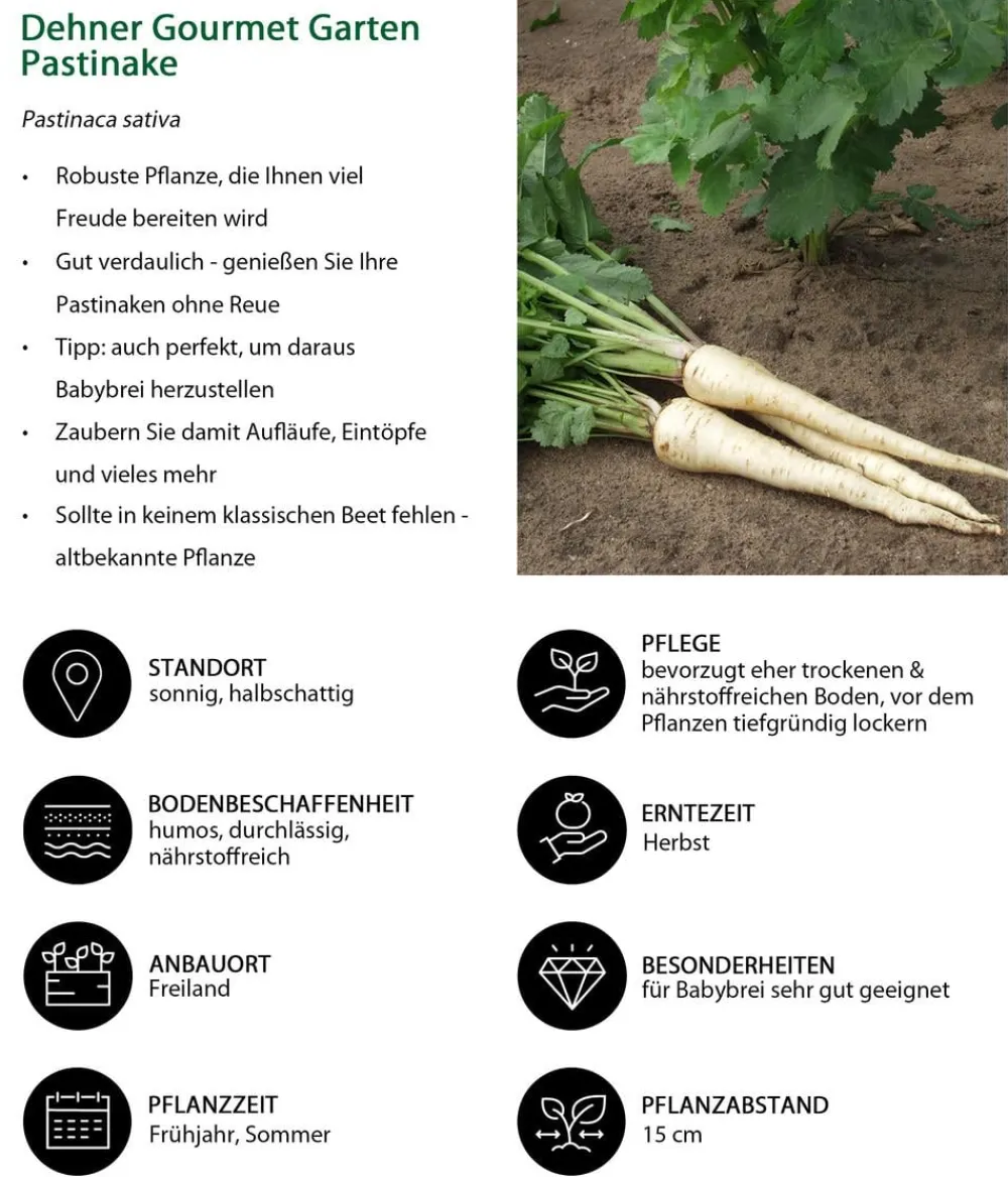Dehner Gourmet Garten Gartengemüse > Pastinake