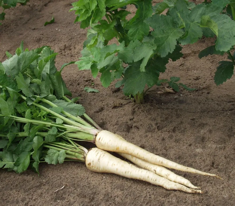 Dehner Gourmet Garten Gartengemüse > Pastinake