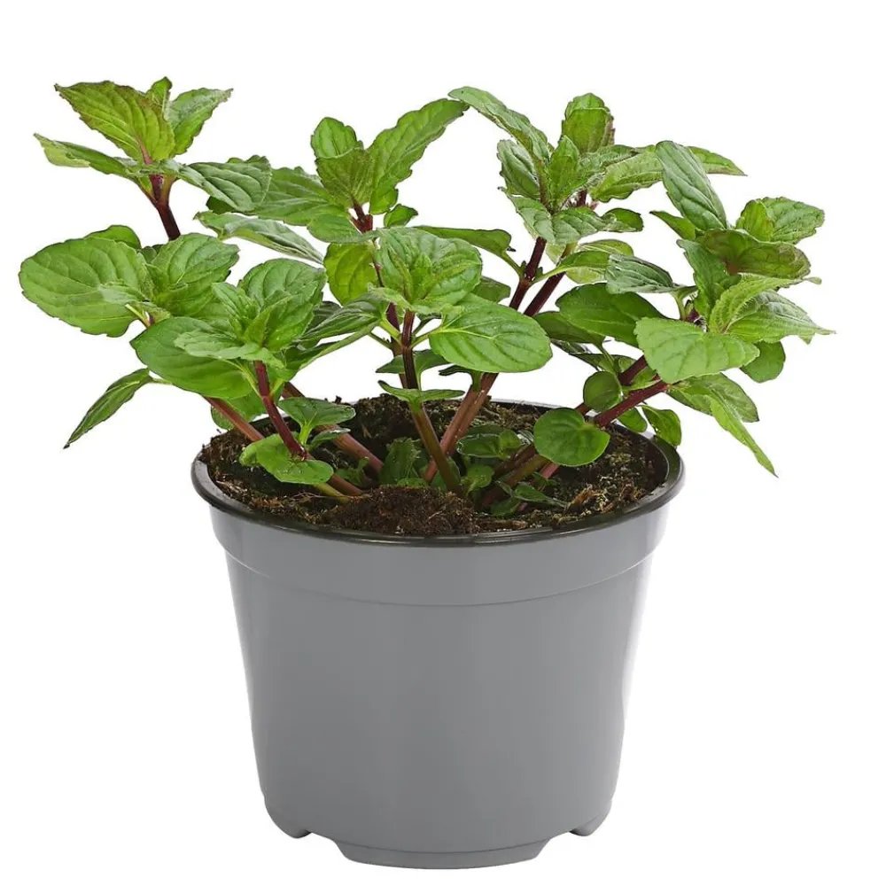 Dehner Gourmet Garten Garten- & Heilkräuter|Gourmet-Kräuter > Pfefferminze