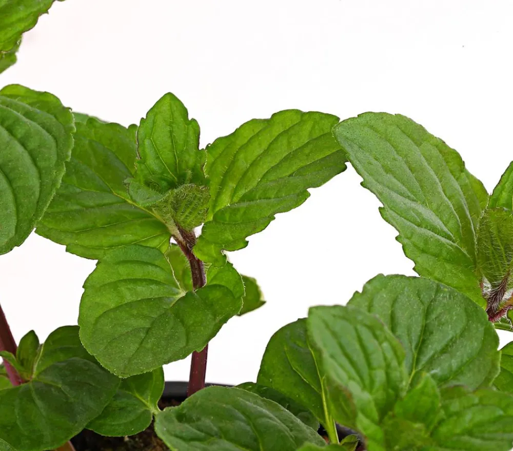 Dehner Gourmet Garten Pfefferminze Grün Online