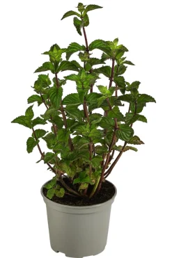 Dehner Gourmet Garten Pfefferminze Grün Online