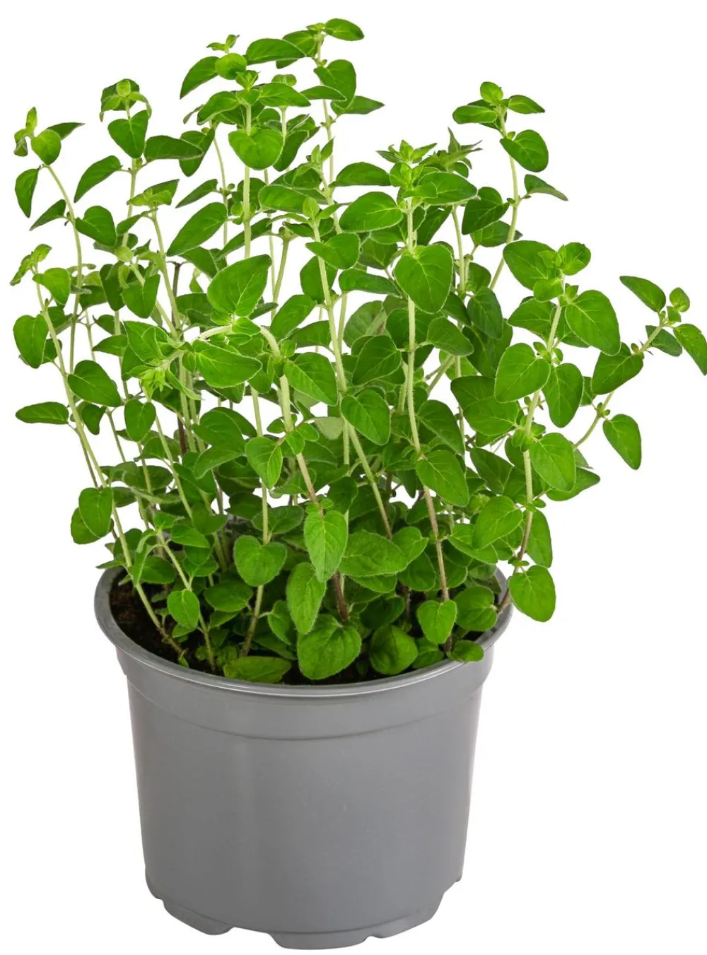 Dehner Gourmet Garten Garten- & Heilkräuter|Gourmet-Kräuter > Pizza-Oregano