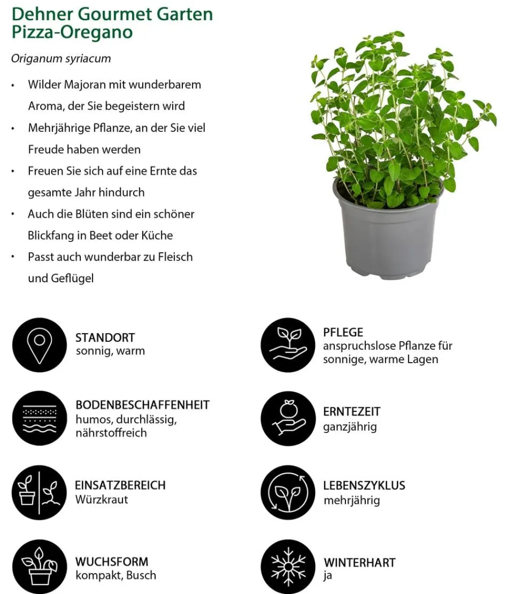Dehner Gourmet Garten Garten- & Heilkräuter|Gourmet-Kräuter > Pizza-Oregano