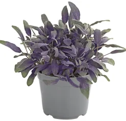 Dehner Gourmet Garten Garten- & Heilkräuter|Gourmet-Kräuter > Purpursalbei