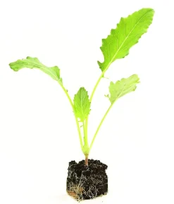 Dehner Gourmet Garten Riesenkohlrabi, 6er Schale Hellgrün Clearance