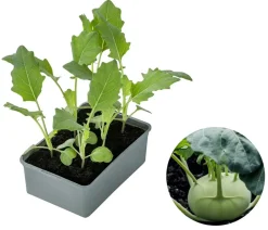 Dehner Gourmet Garten Riesenkohlrabi, 6er Schale Hellgrün Clearance