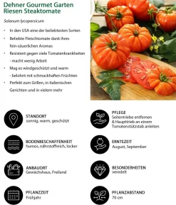 Dehner Gourmet Garten Auberginen- & Tomatenpflanzen - Riesen Steaktomate, veredelt Rot
