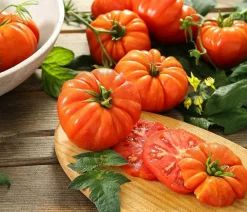 Dehner Gourmet Garten Auberginen- & Tomatenpflanzen - Riesen Steaktomate, veredelt Rot