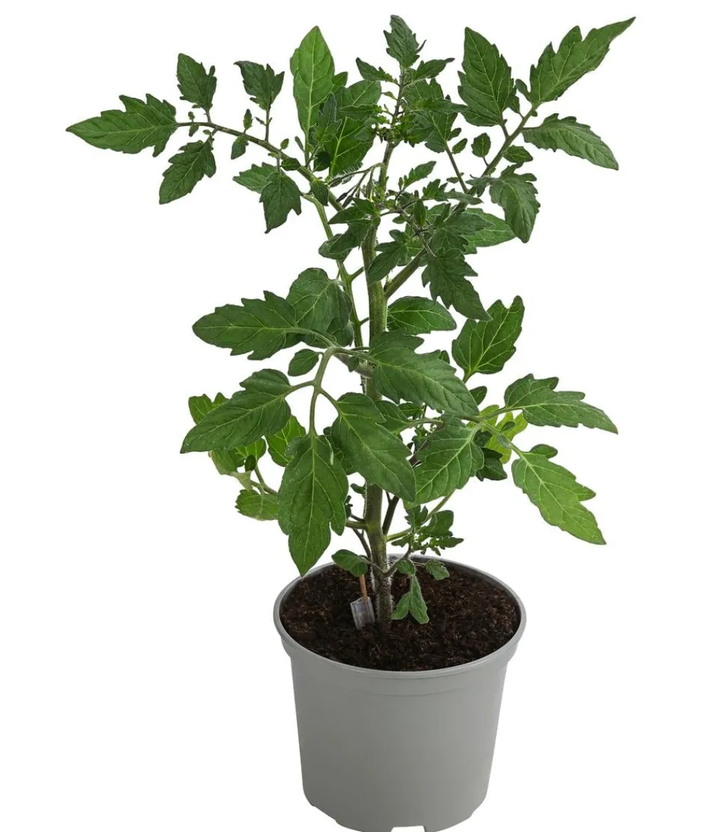 Dehner Gourmet Garten Auberginen- & Tomatenpflanzen - Riesen Steaktomate, veredelt Rot