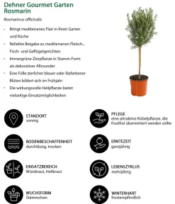 Dehner Gourmet Garten Garten- & Heilkräuter|Gourmet-Kräuter > Rosmarin, Stamm