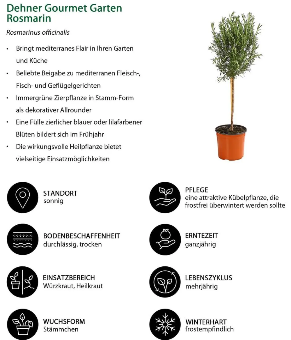 Dehner Gourmet Garten Garten- & Heilkräuter|Gourmet-Kräuter > Rosmarin, Stamm