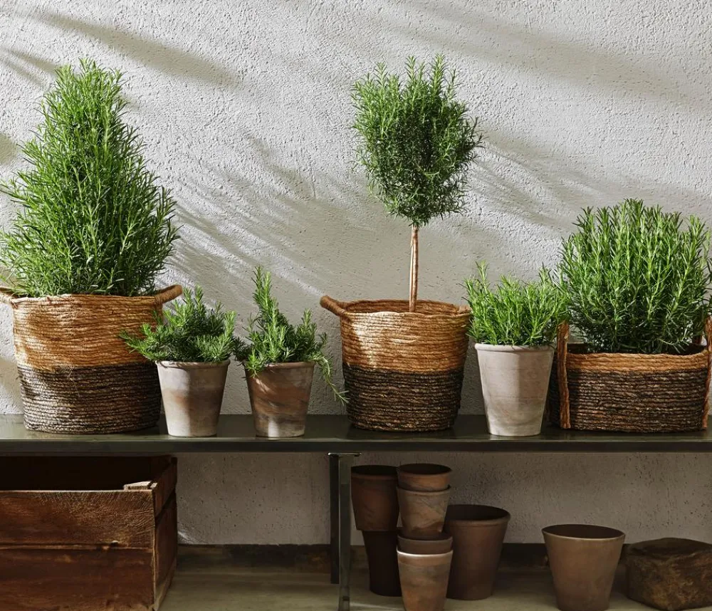 Dehner Gourmet Garten Garten- & Heilkräuter|Gourmet-Kräuter > Rosmarin, Stamm