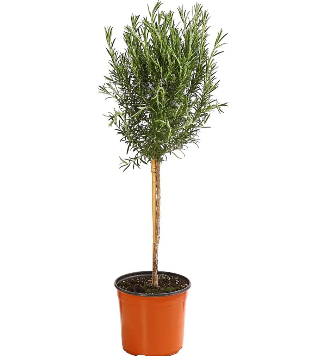 Dehner Gourmet Garten Garten- & Heilkräuter|Gourmet-Kräuter > Rosmarin, Stamm