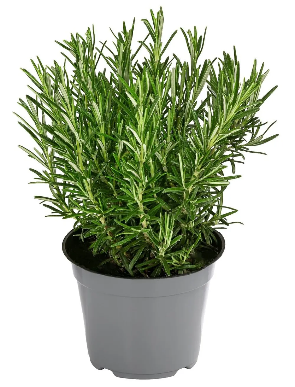 Dehner Gourmet Garten Garten- & Heilkräuter|Gourmet-Kräuter > Rosmarin